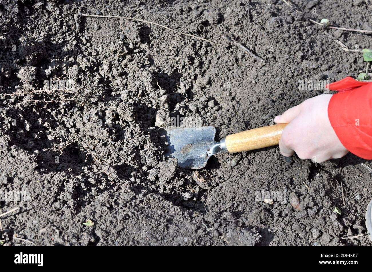 Top view of a gardening tool in a white child hand who dig into the soil Stock Photo