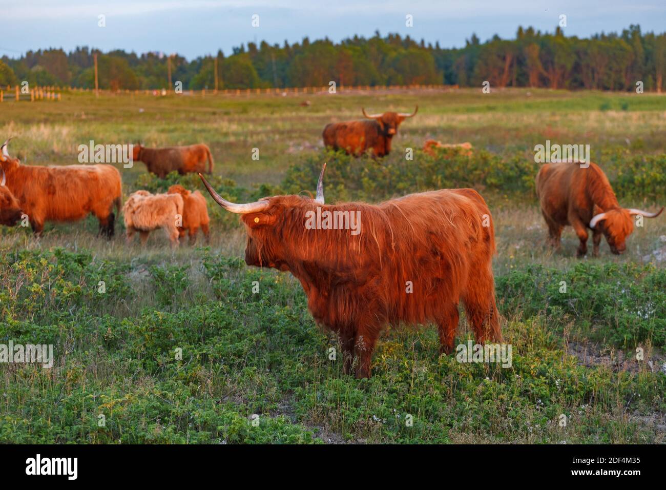 Highland cattle couple graze in a green meadow Stock Photo - Alamy