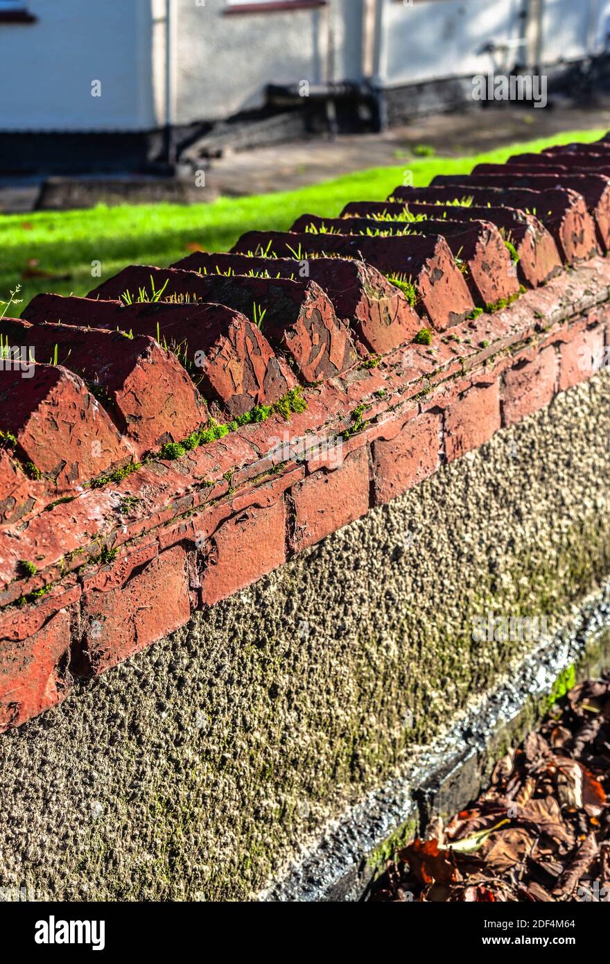 A front garden wall with coping of bricks Stock Photo - Alamy