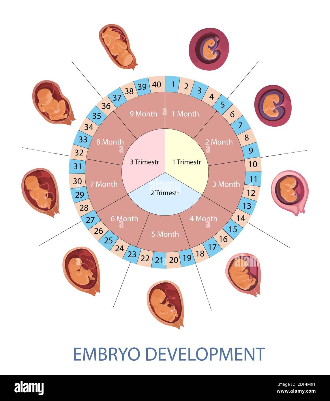 Stages of human embryo development vector infographic. Pregnancy weeks, months and trimesters chart. Stock Vector