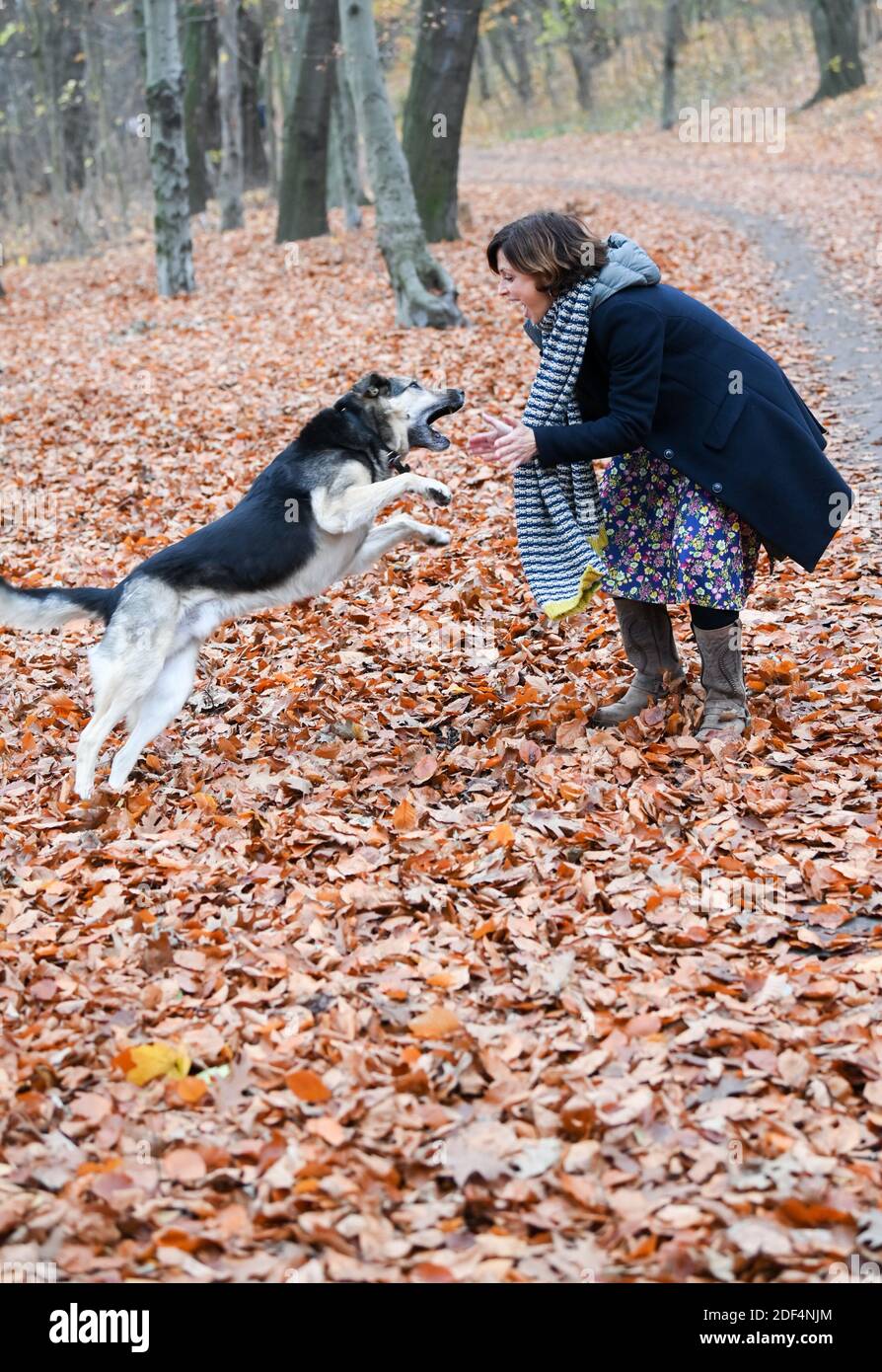 Berlin, Germany. 30th Nov, 2020. The actress Julia Brendler during a walk with her dog Istak in the park Schönholzer Heide in Niederschönhausen She plays the leading role in the film of the ZDF series 'Katie Fforde: Emmas Geheimnis', which will be broadcast on 06.12.2020 at 20.15. She is also known from the ZDF crime series 'Nord Nord Mord'. Istak is 11 years old and an animal protection dog from Moscow's streets. Credit: Jens Kalaene/dpa-Zentralbild/ZB/dpa/Alamy Live News Stock Photo