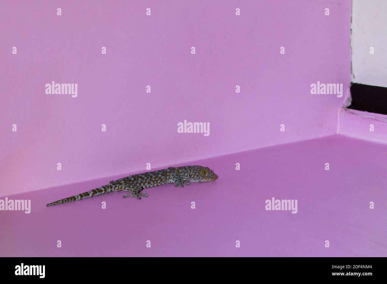 Closeup of a Tokay Gecko or Gecko gecko climbing on wall. Stock Photo