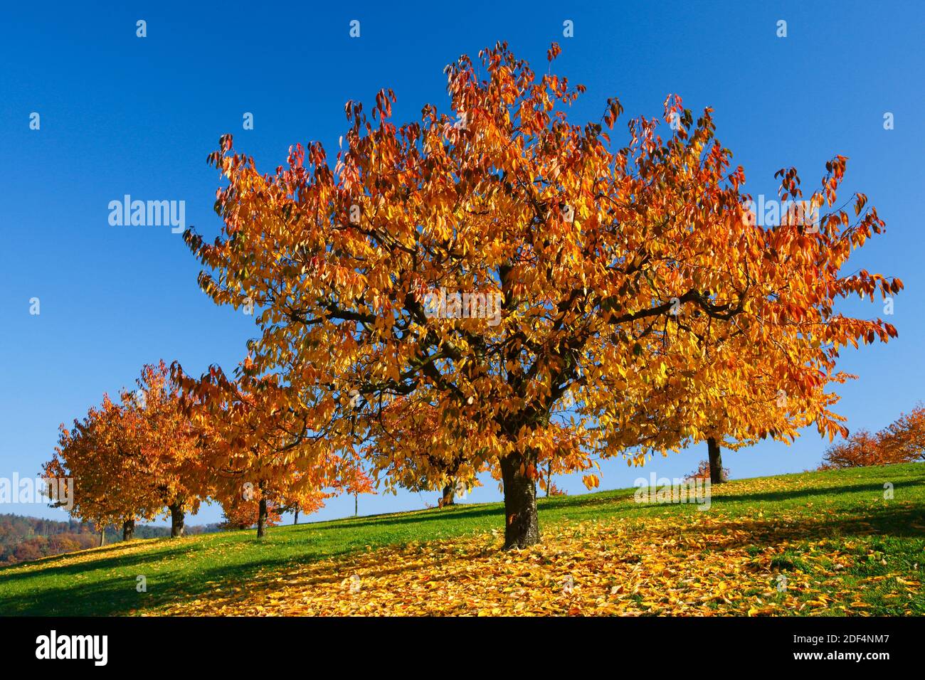 geography / travel, Switzerland, cherry tree in autumn, Prunus avium, Additional-Rights-Clearance-Info-Not-Available Stock Photo