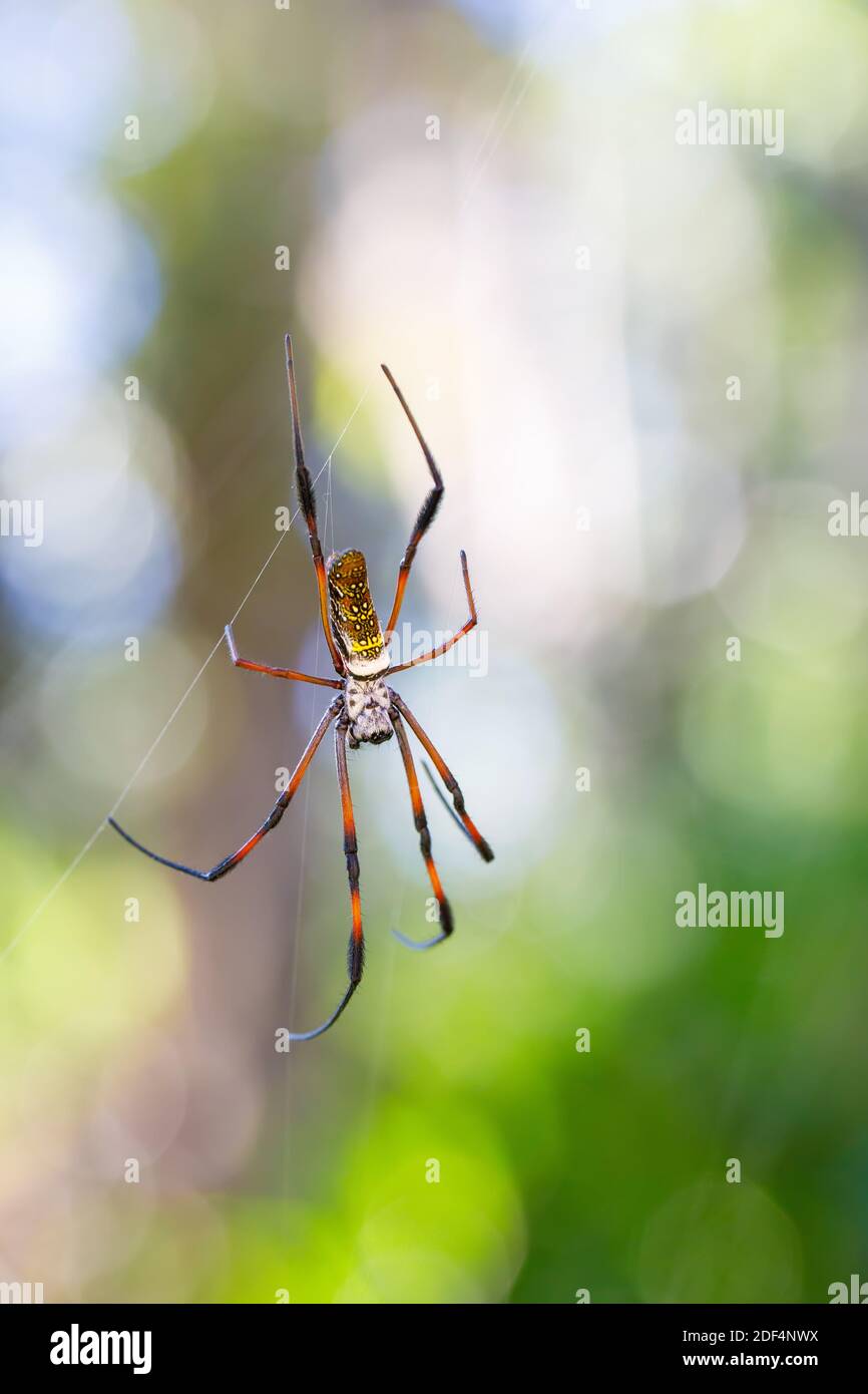 Golden silk orb-weaver, Giant spider on web. Nosy Mangabe island