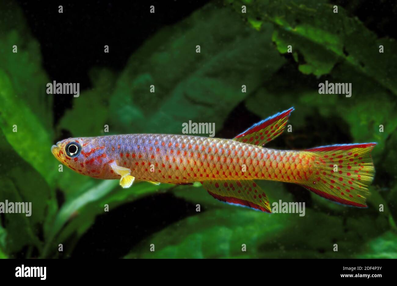 Red-Spotted Killi, aphyosemion cognatum, Aquarium Fish Stock Photo