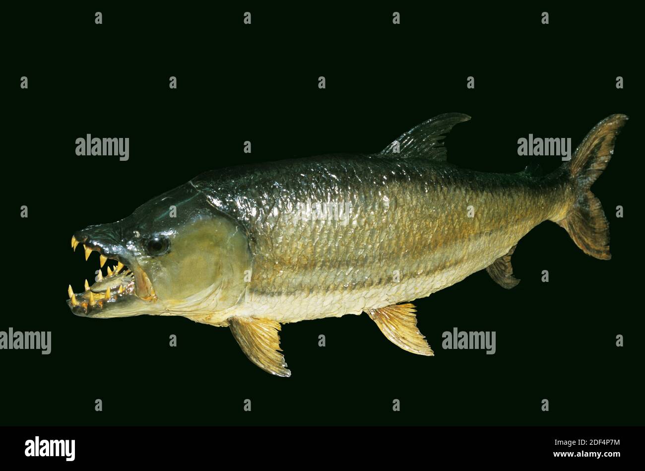 Tiger Fish, hydrocynus goliath, Stuffed Fish with open Mouth Stock Photo