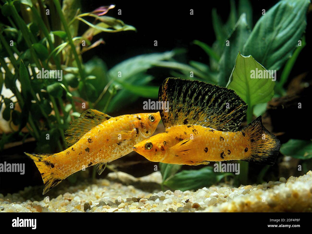 Sailfin Molly, poecilia velifera, Aquarium Fishes Stock Photo