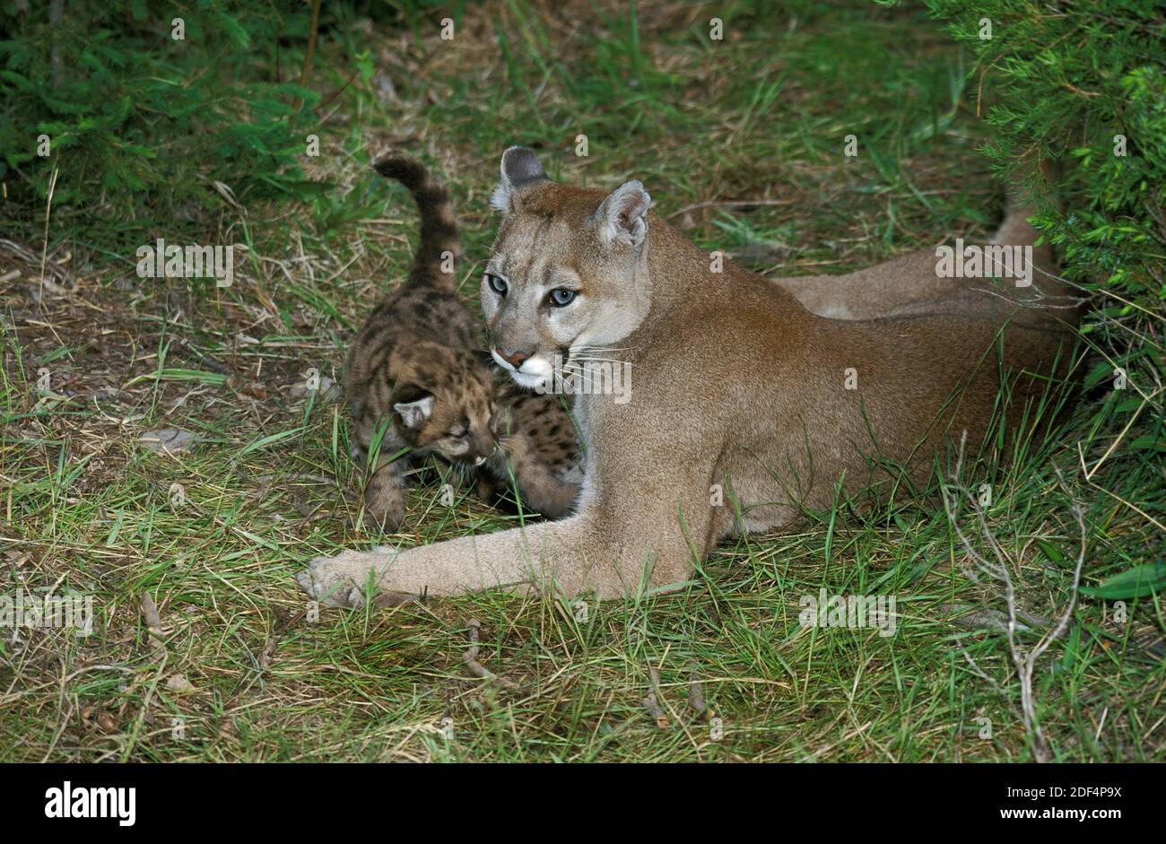 Adult female puma hi-res stock photography and images - Alamy