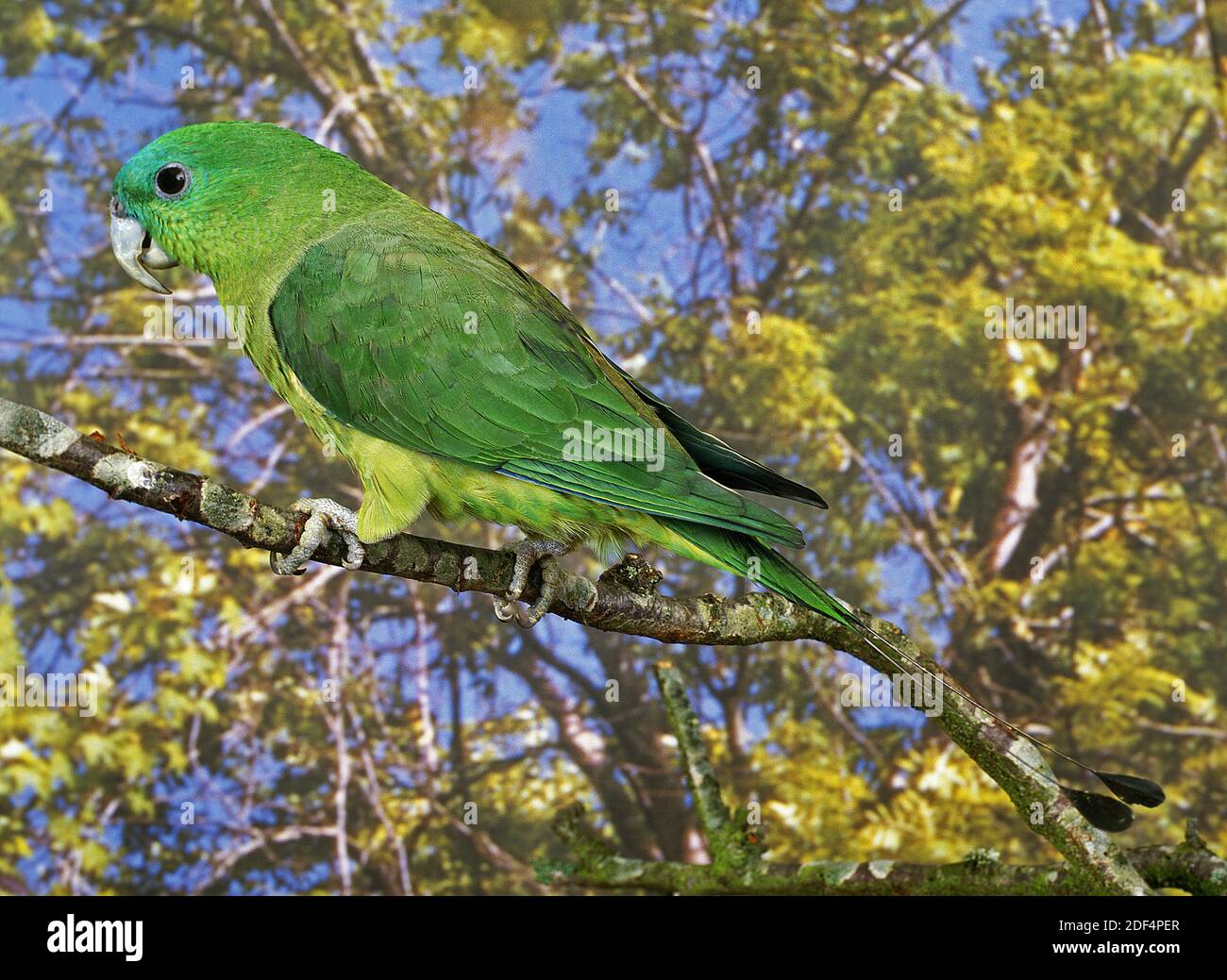 Racket-Tail Parrot, prioniturus sp., Adult standing on Branch Stock Photo