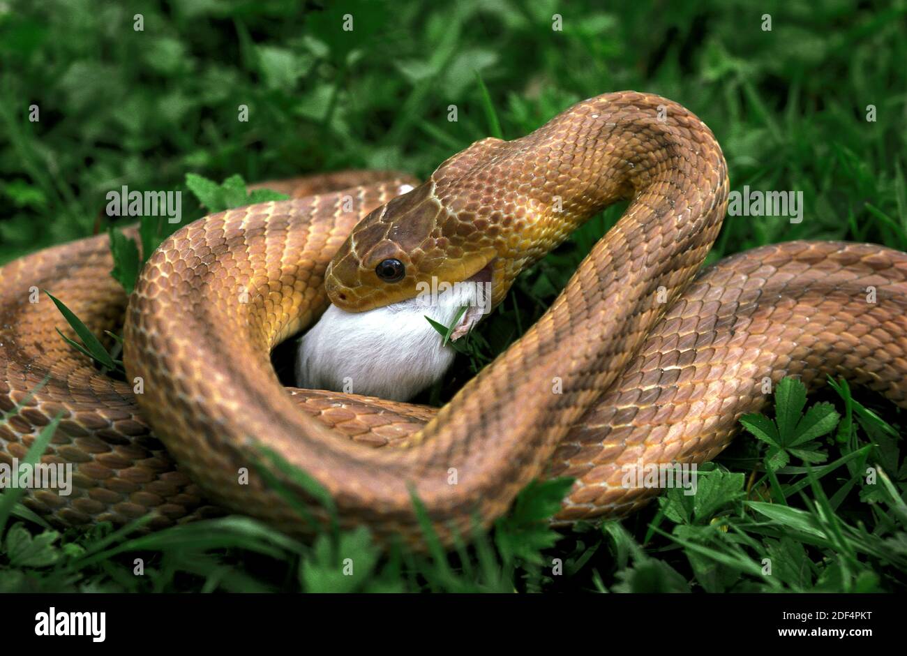 Four-Lined Snake, elaphe quatuorlineata, Adult eating White Mouse Stock Photo