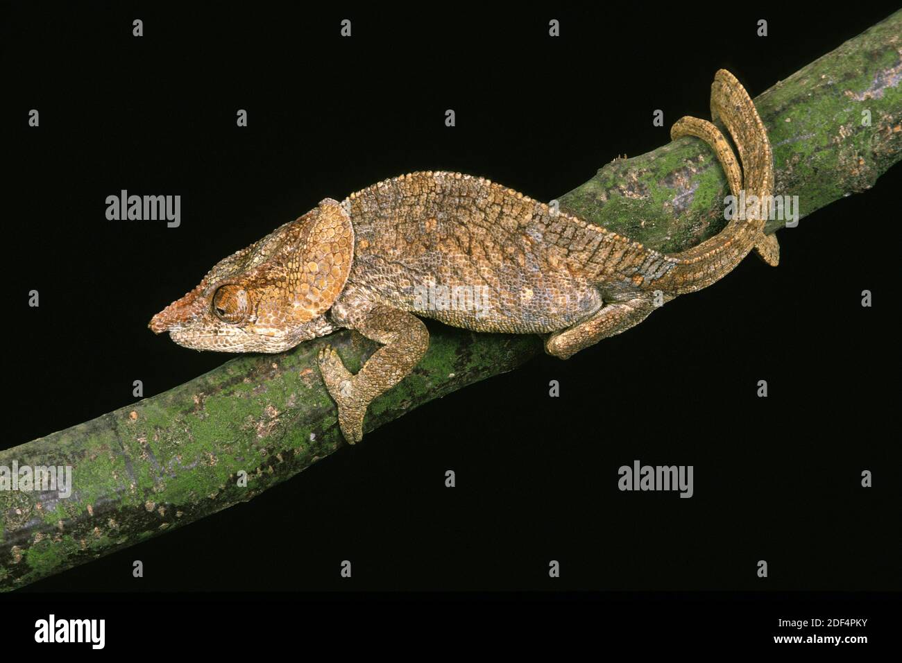 Short-Horned Chameleo, calumma brevicornis, Adult standing on Branch Stock Photo