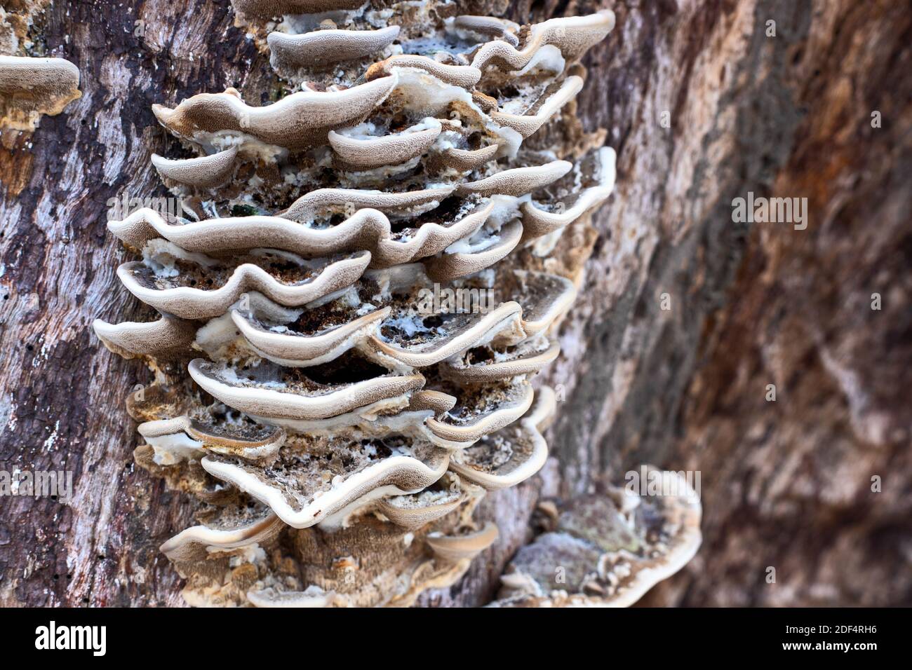 Wooden mushroom on weathered tree trunk closeup photo. Shelf mushroom decay on wooden trunk. Wet autumn forest walk or trekking banner template. Woode Stock Photo