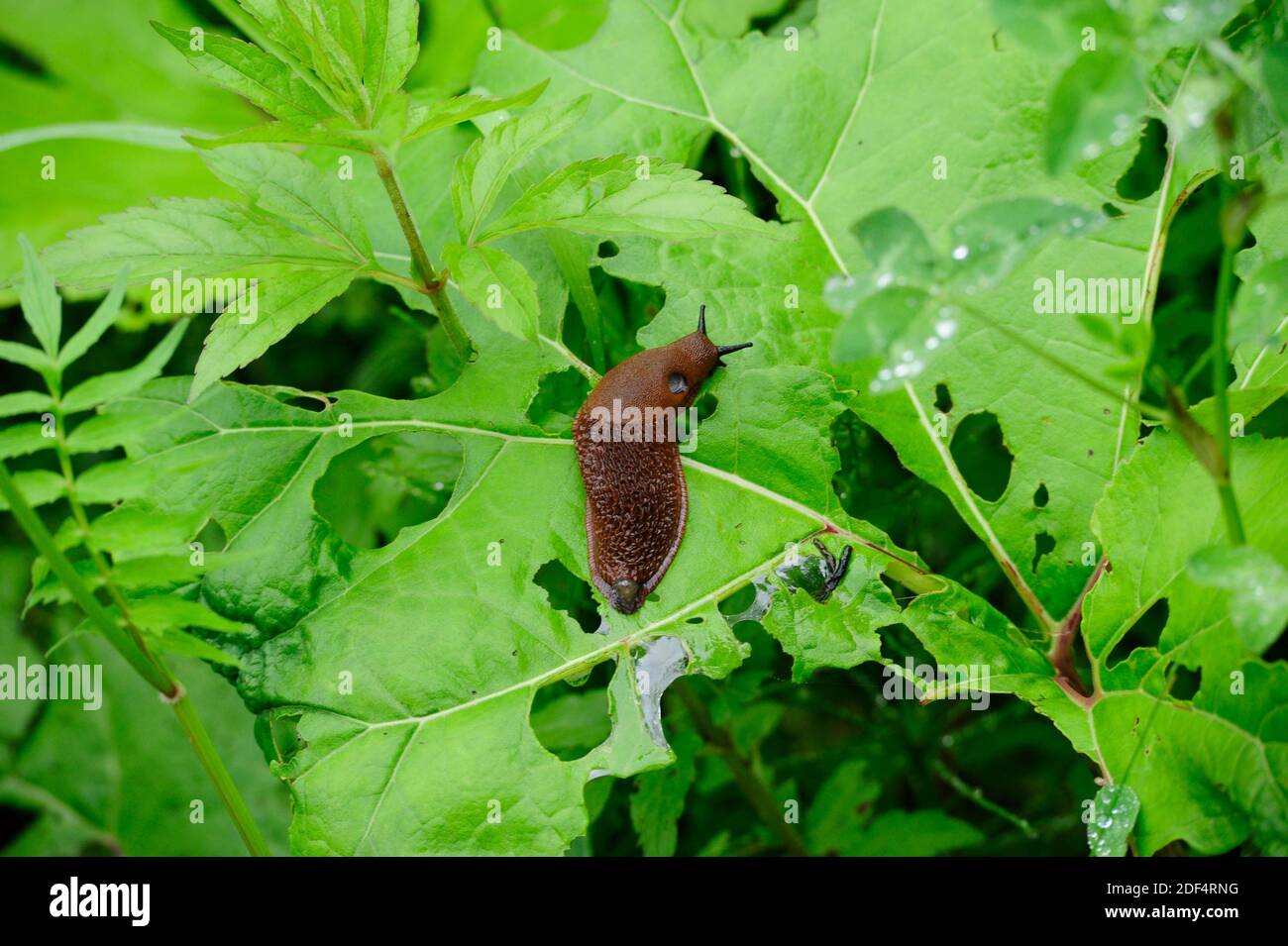 a brown spanish slug on a green leave after rain Stock Photo