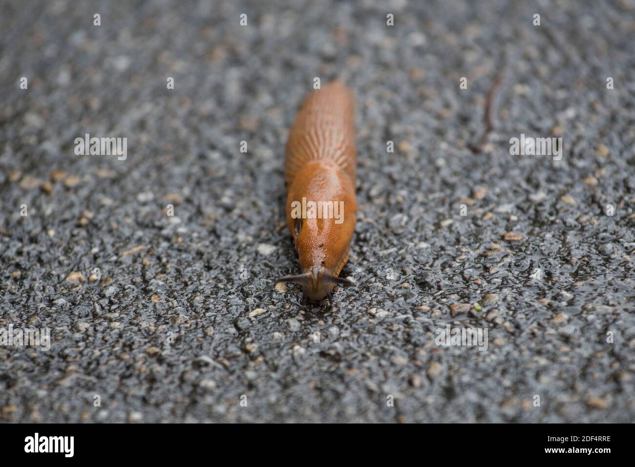 a brown spanish slug on the black asphalt after rain Stock Photo