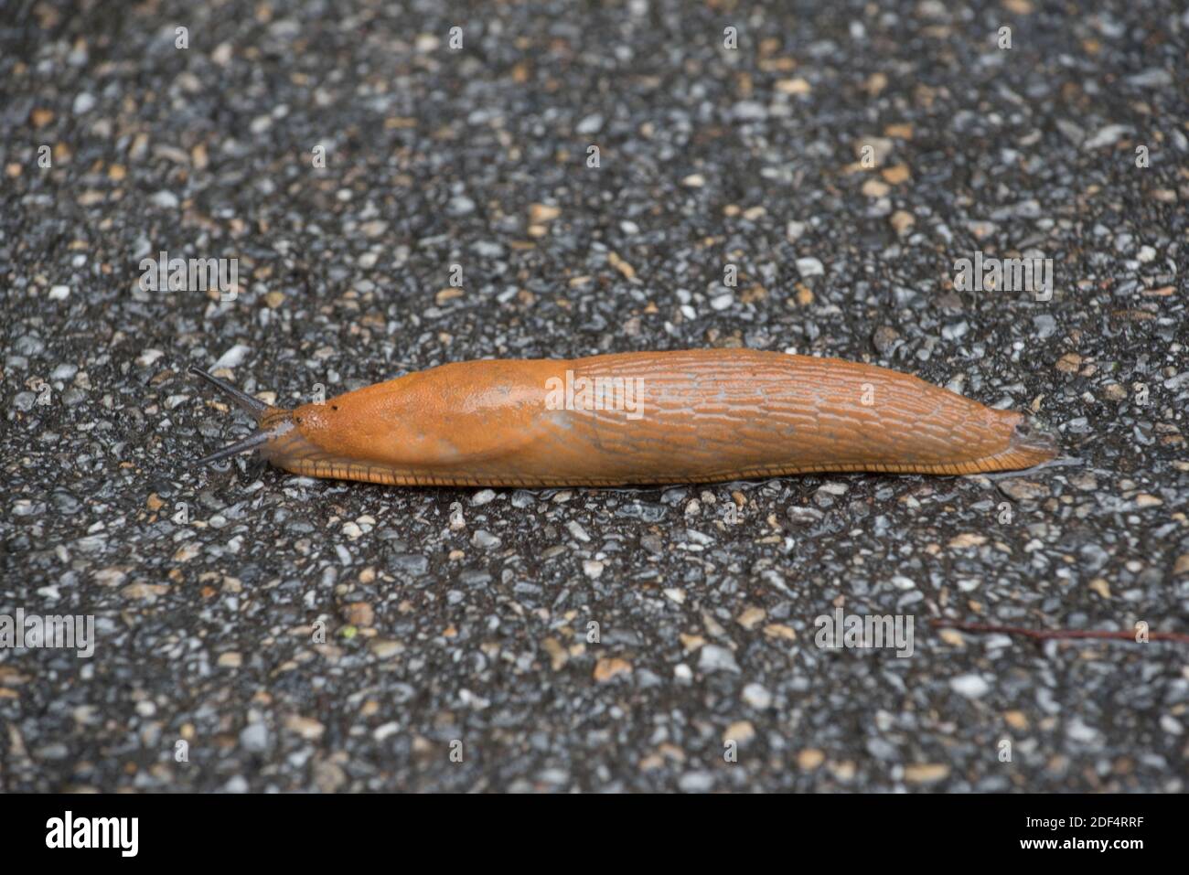 a brown spanish slug on the black asphalt after rain Stock Photo