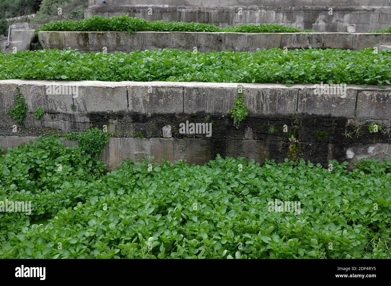 Terraced beds of watercress, where spring water runs down from upper to lower beds Stock Photo