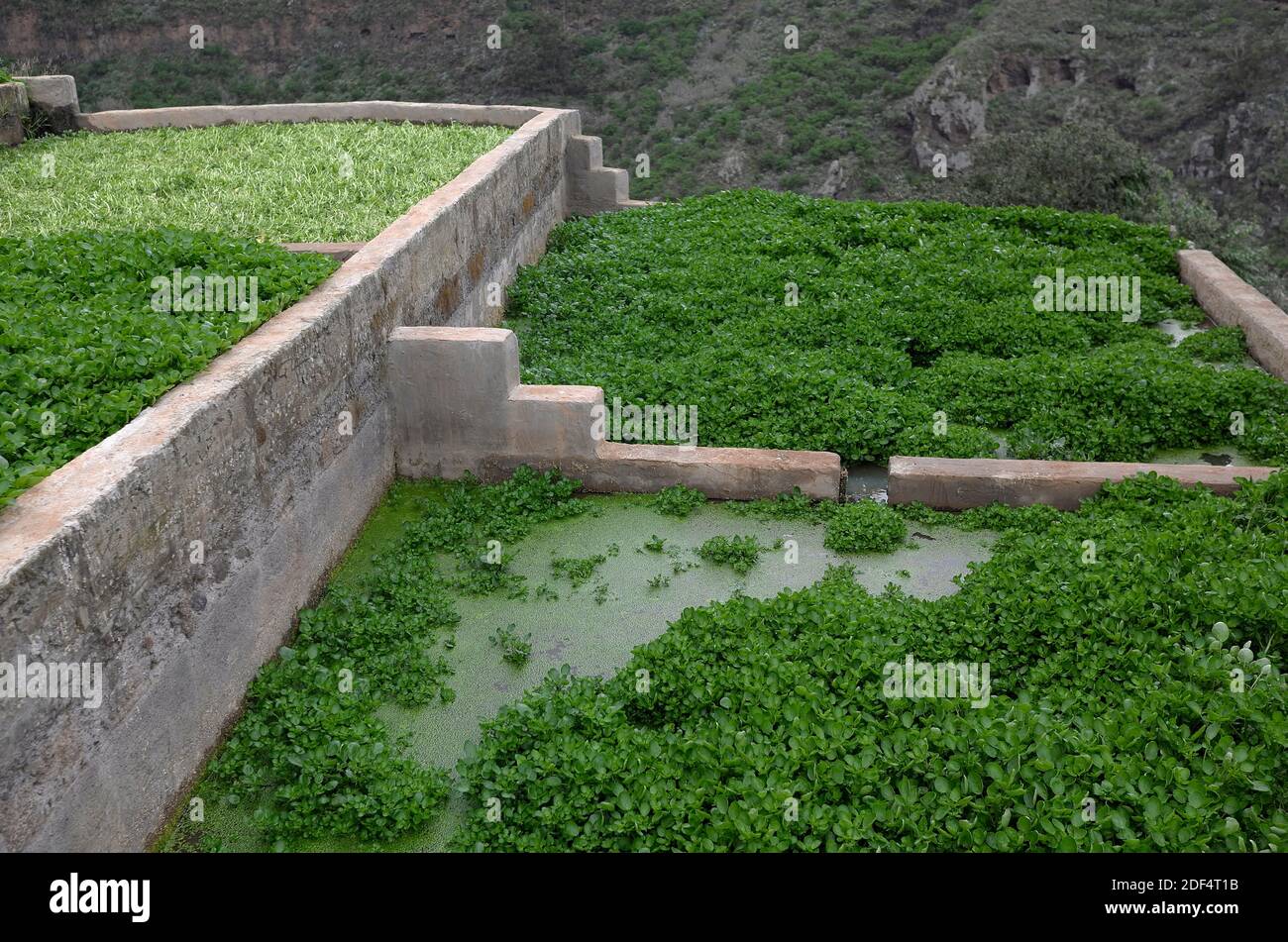 Terraced watercress beds, including one where the watercress has recently been cut down for harvesting Stock Photo