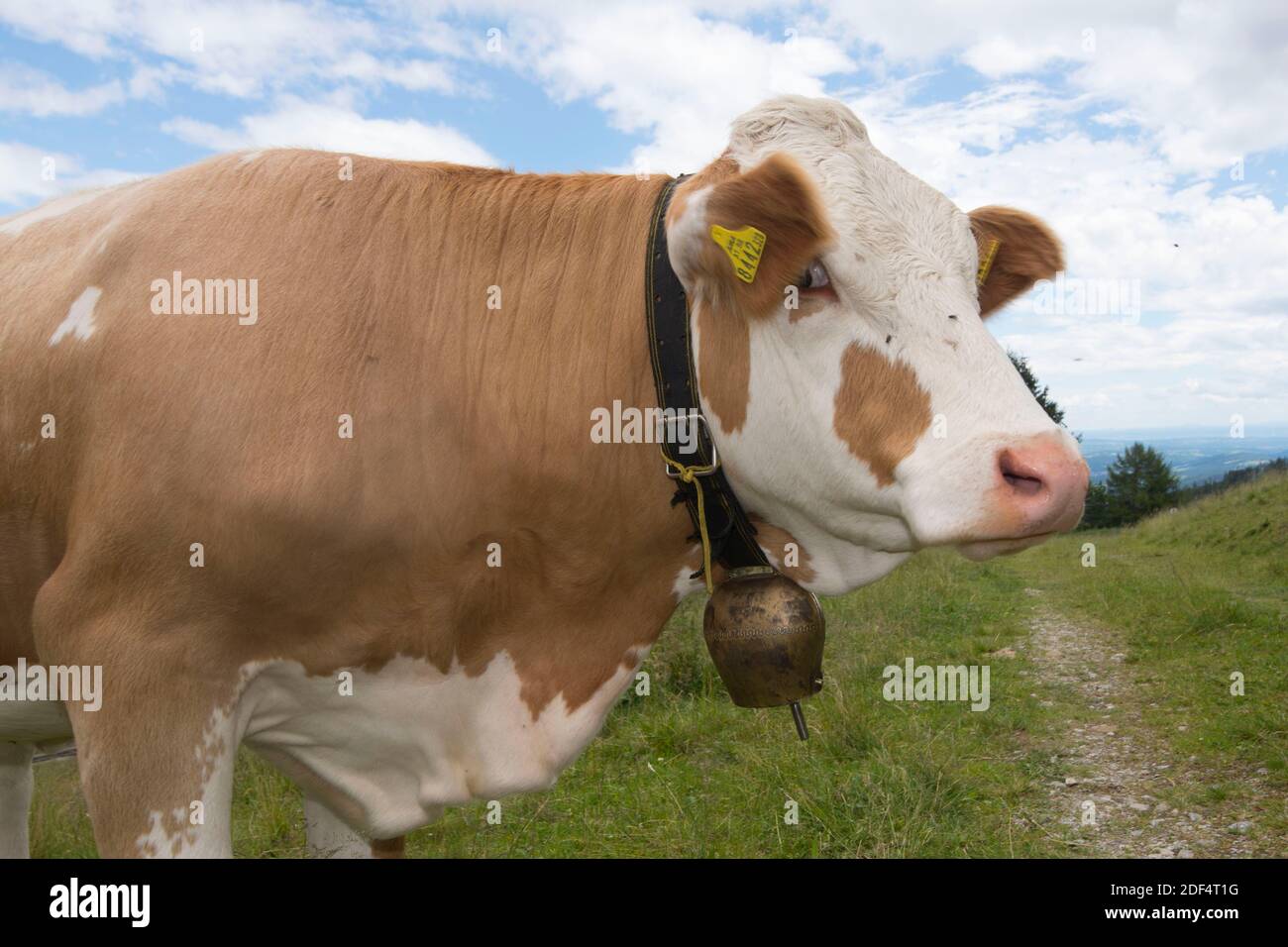 Cattle grazing in the Alps, Simmental breed on alpine pasture Stock ...
