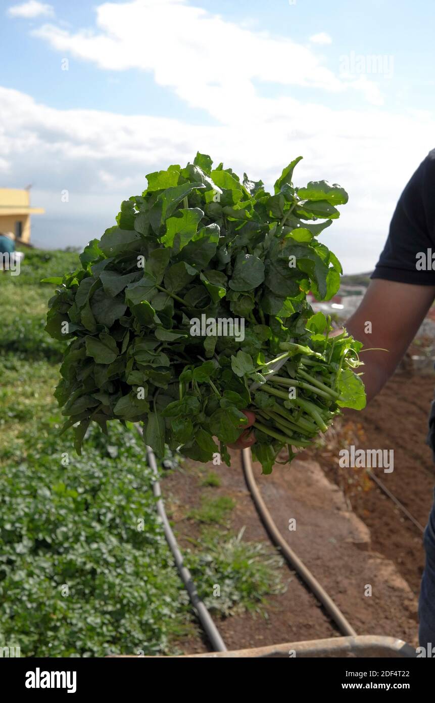 Freshly picked bunch of watercress (berros) in the field where it was grown on Tenerife Stock Photo