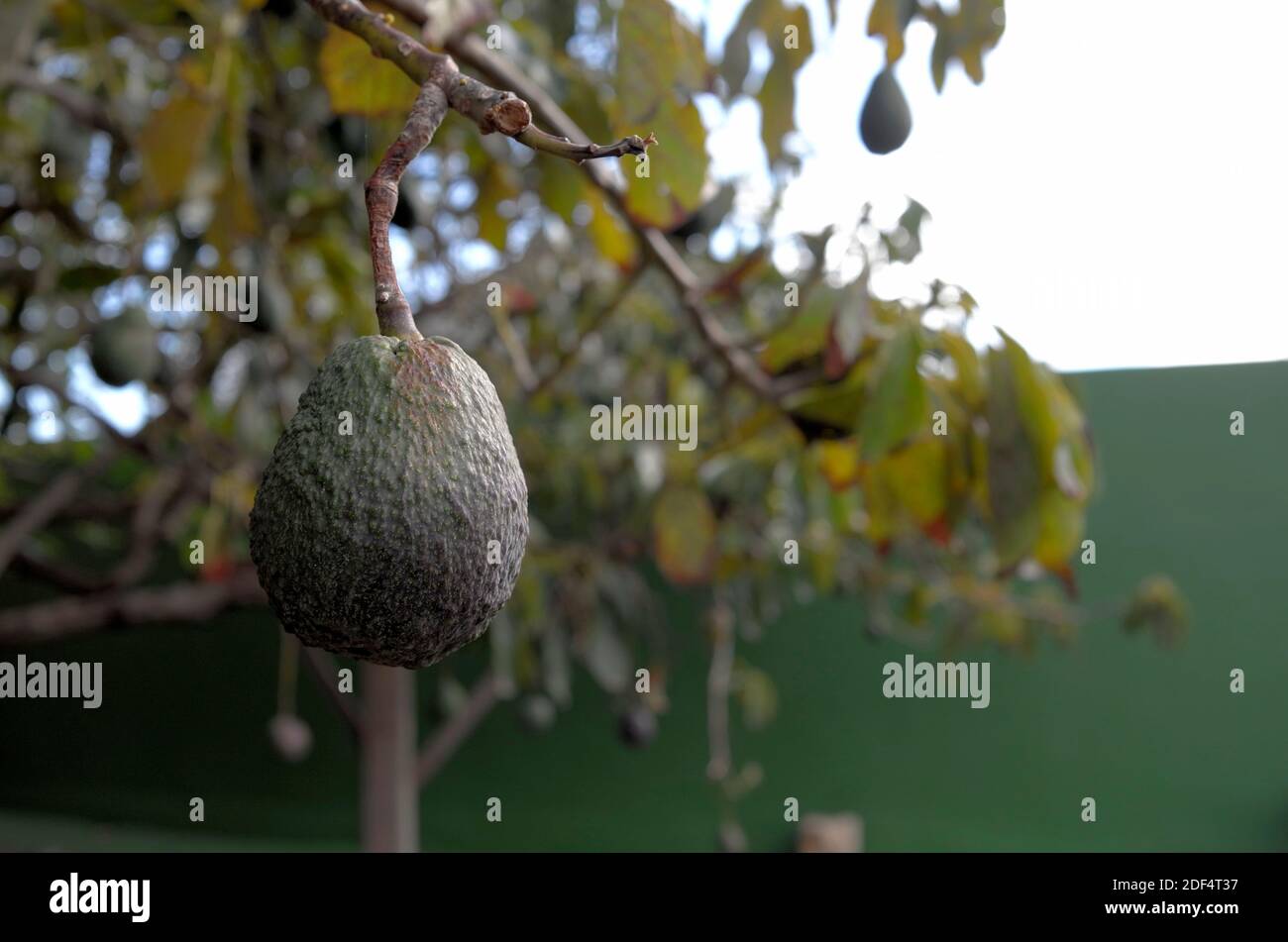 Avocado fruit hanging from tree branch on Tenerife island, where the frost-free climate allows tropical fruits to be grown Stock Photo