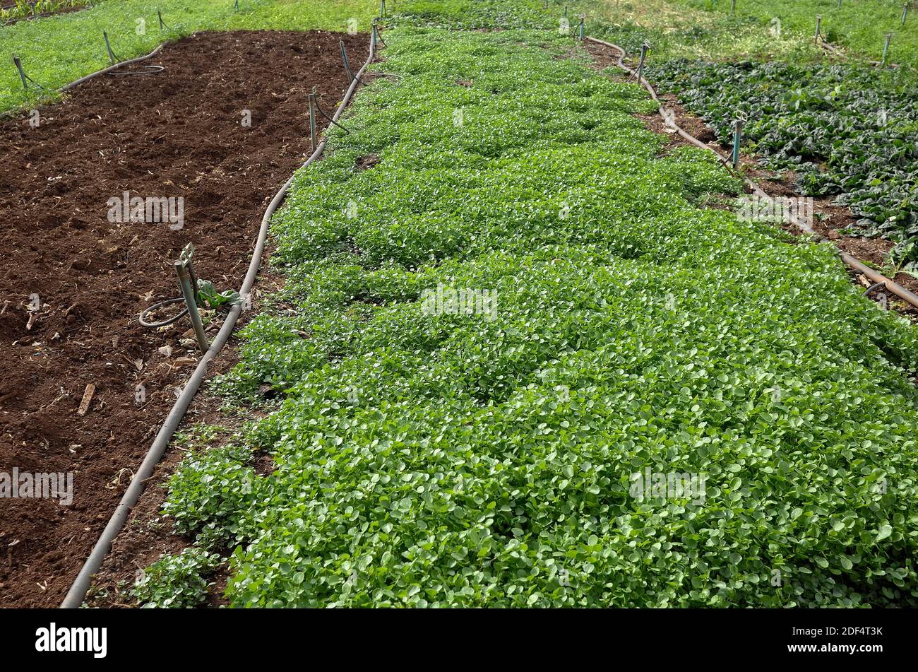 Watercress grown in earth, instead of more common hydroponic cultivation Stock Photo