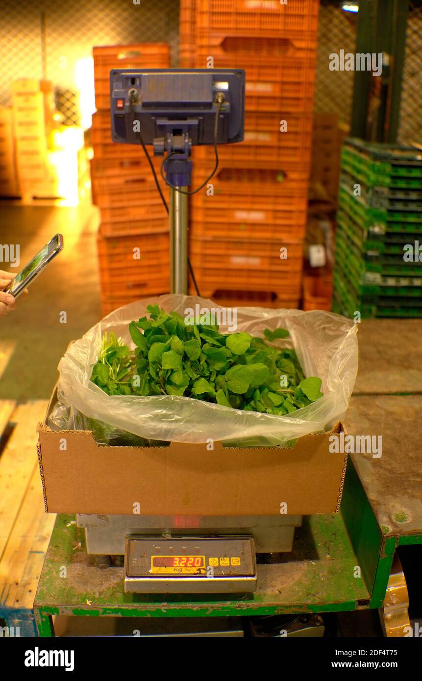Watercress for sale on the wholesale market on Tenerife Stock Photo