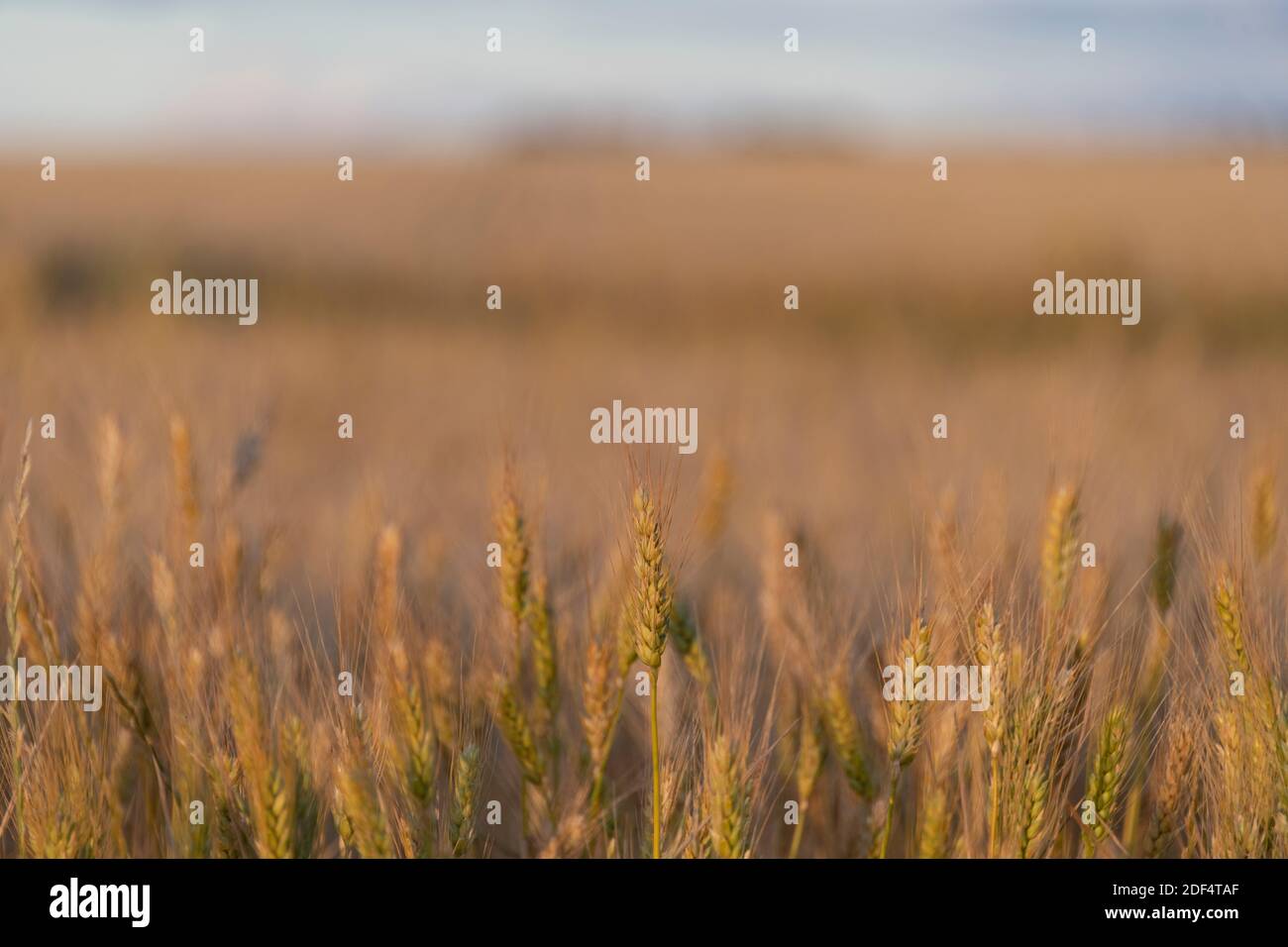 Wheat field in Western Australia's wheat belt Stock Photo Alamy