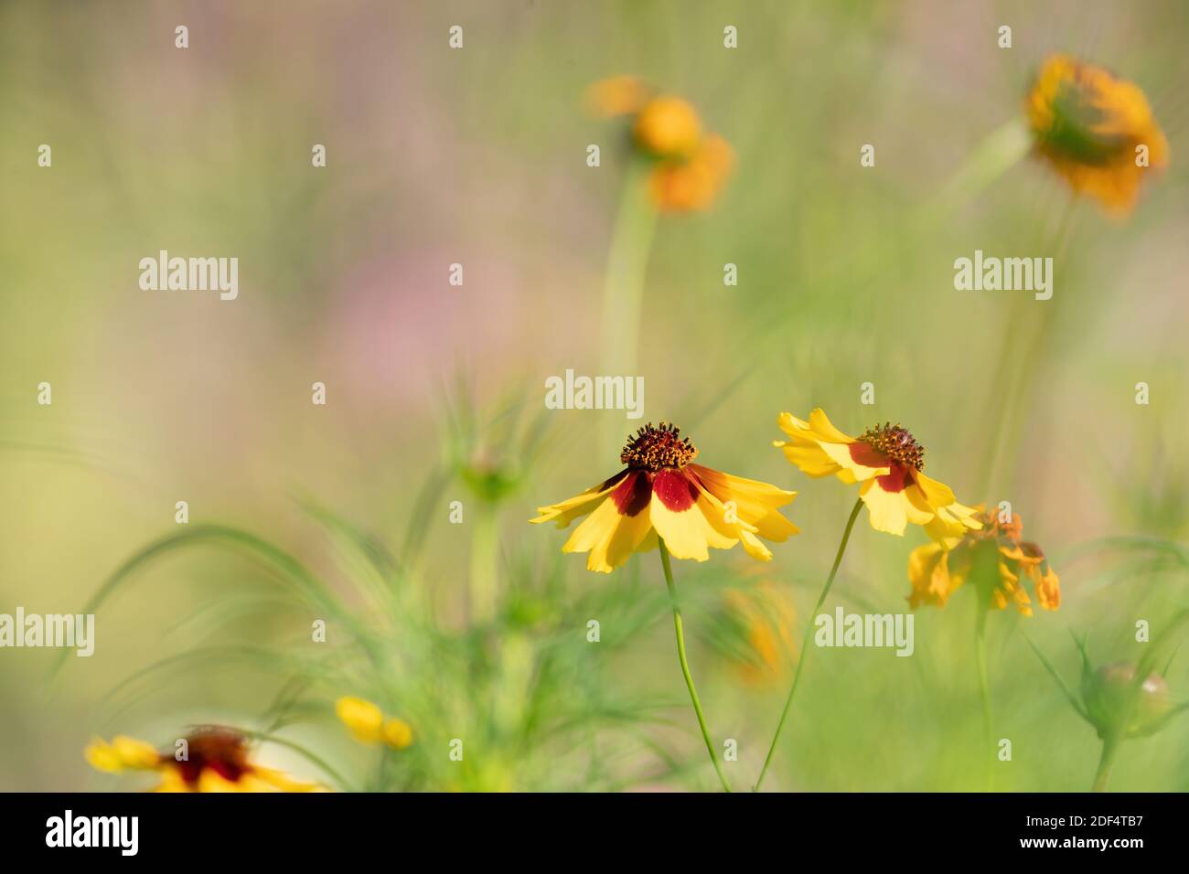 Yellow blooming flowers with brown hearts in a field. Sunflower, 'Goldrausch' Helenium autumnale. Selective focus. Stock Photo