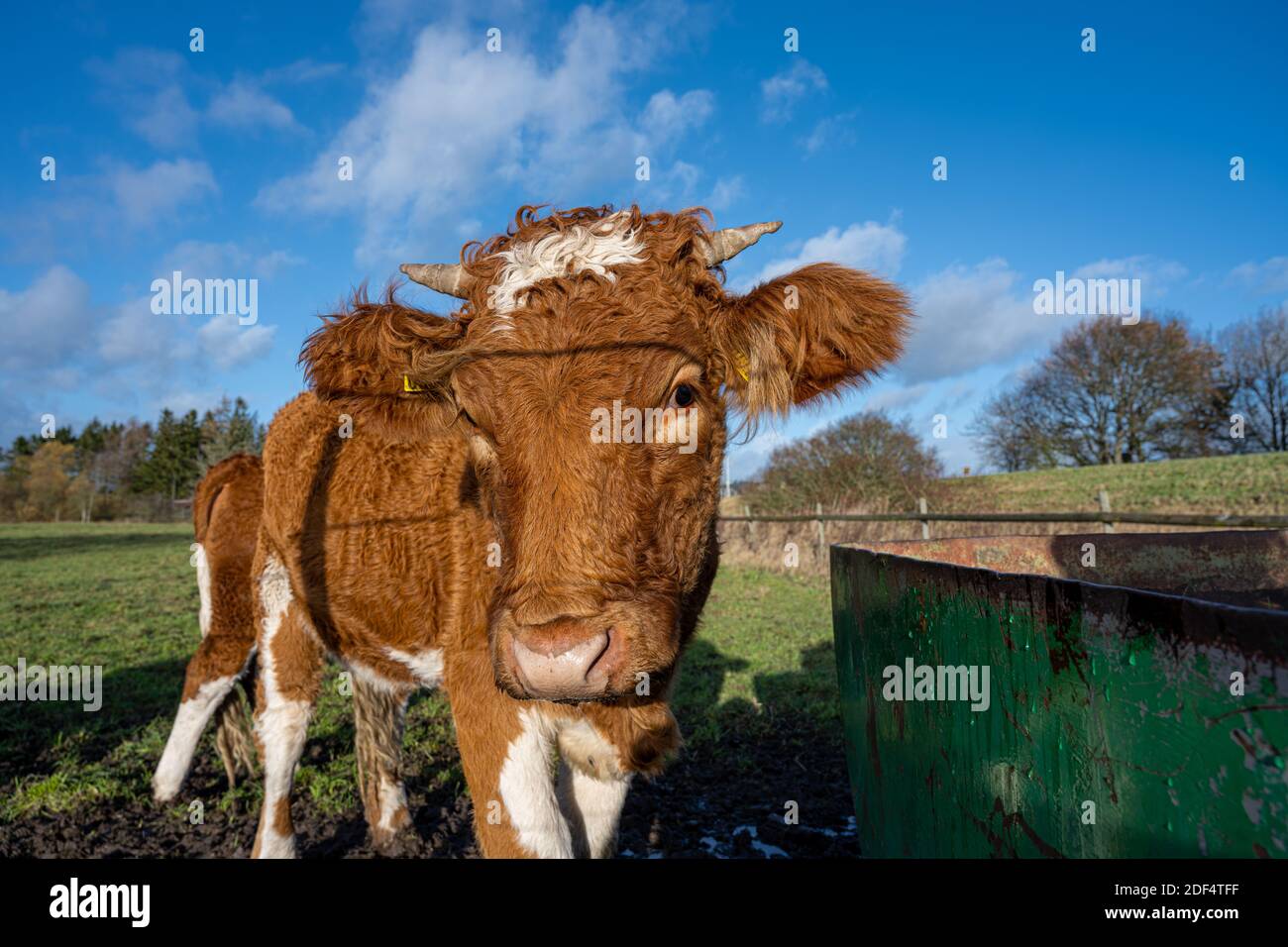 A closeup picture of a brown cow looking at the camera. Picture from Vomb, Scania county, Sweden Stock Photo