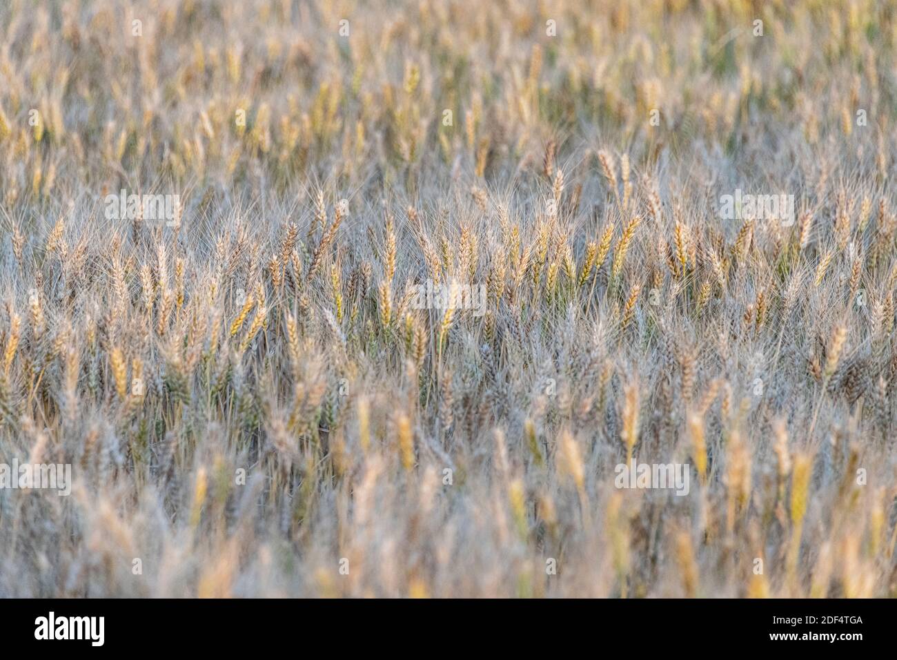 Wheat ready for harvest in Western Australia's wheat belt. Stock Photo