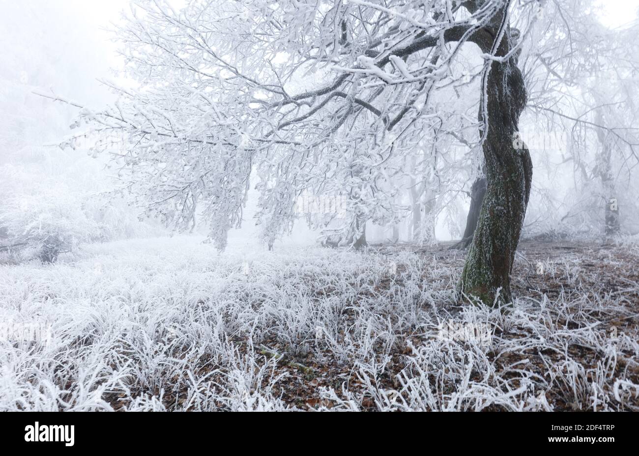 Frozen trees in sunshine hi-res stock photography and images - Alamy