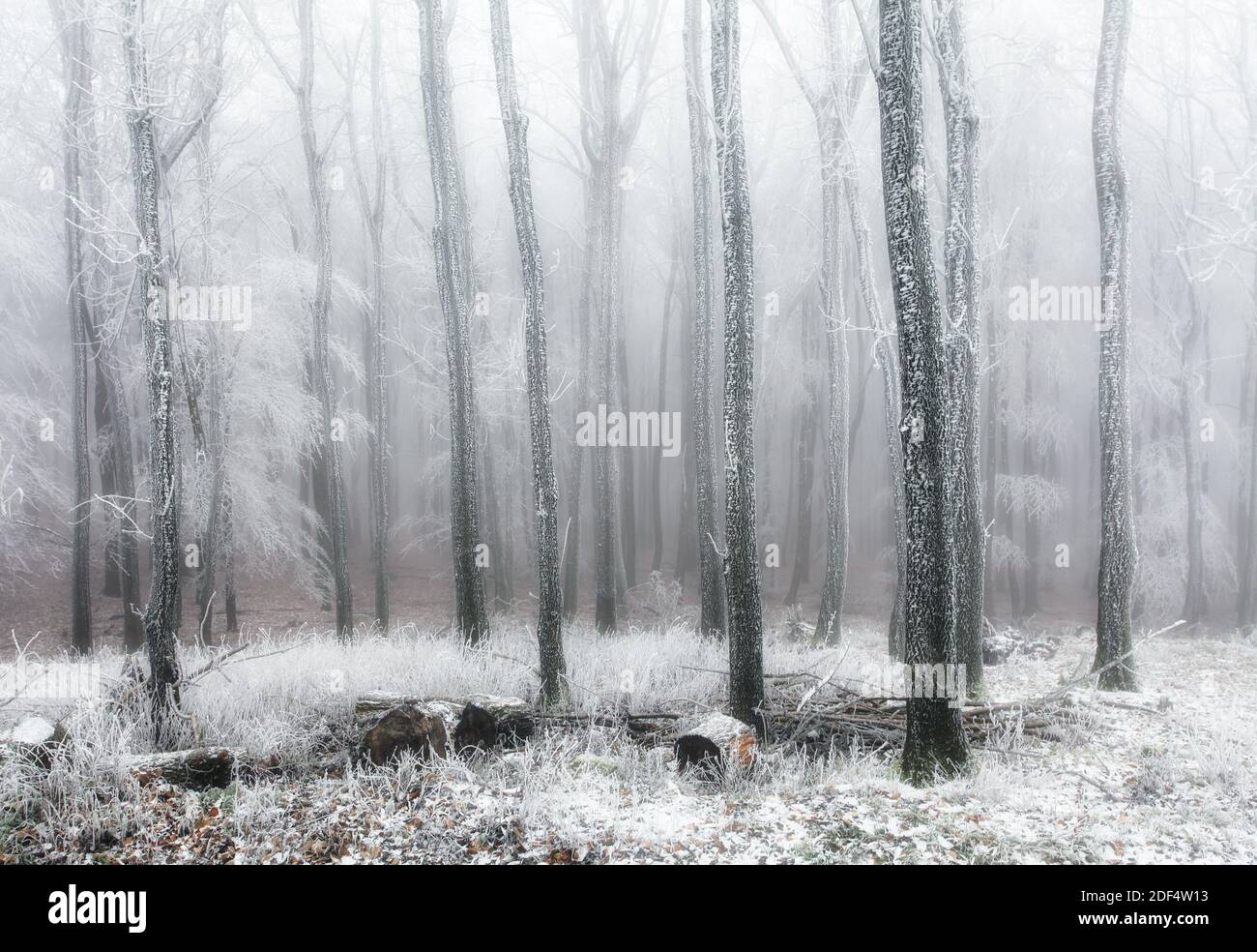 Forest in winter with fog and snow landscape Stock Photo - Alamy