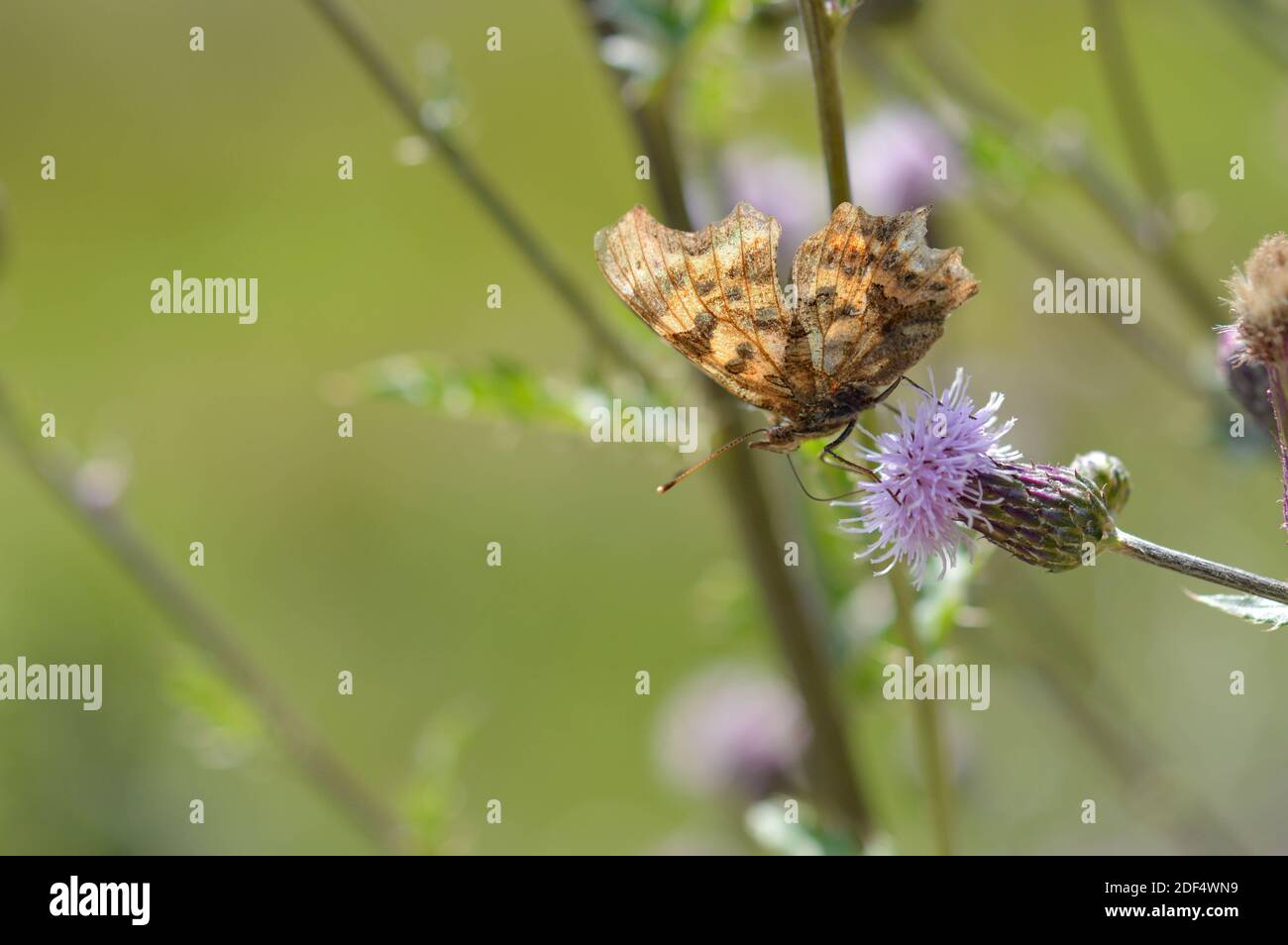 Thistle flower with a Polygonia c-album, comma butterfly in nature close up. Brown butterfly on a purple spiky wildflower in nature green background. Stock Photo