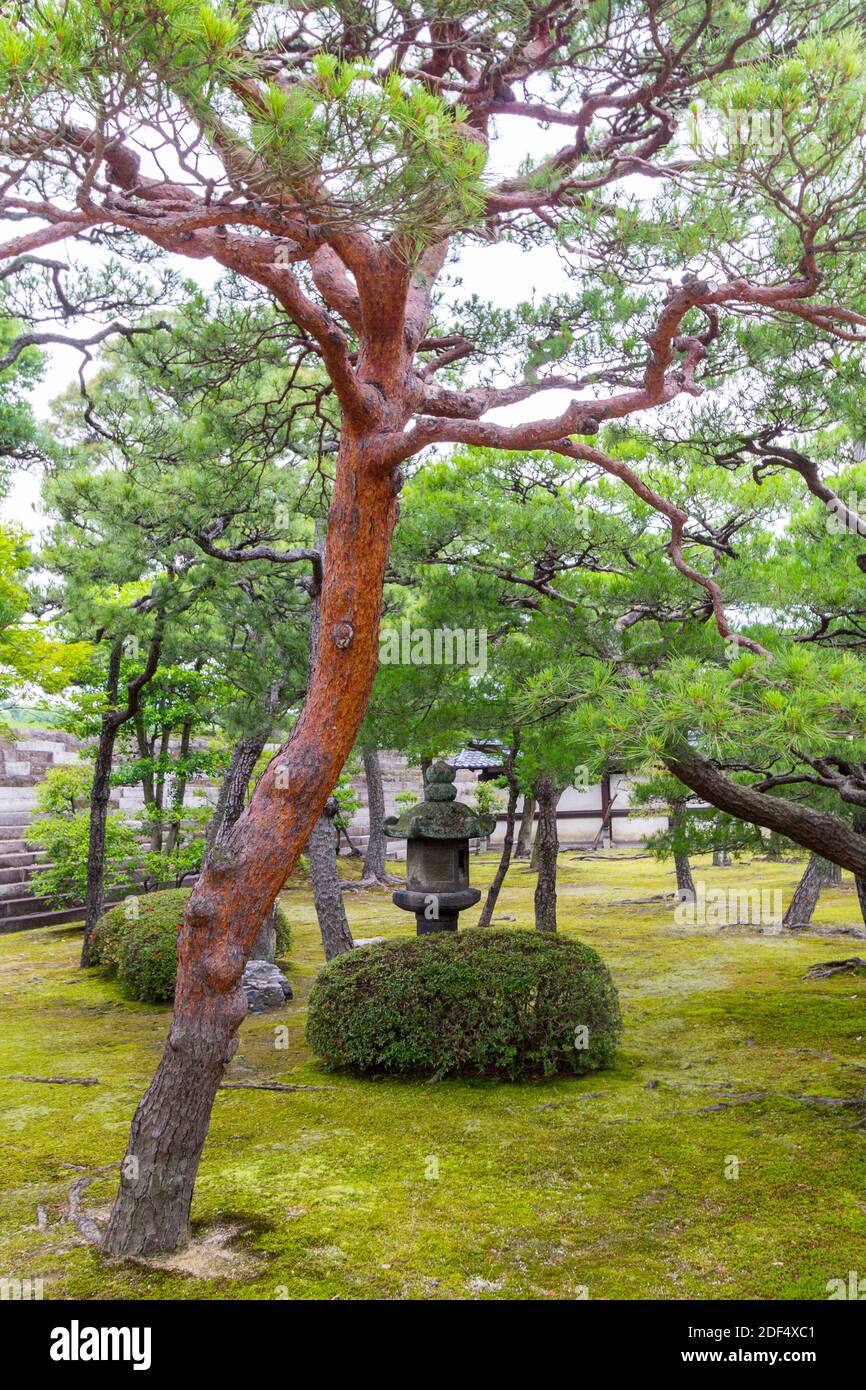 Trees within the gardens of the Kyoto Imperial Palace in Kyoto, Japan Stock Photo