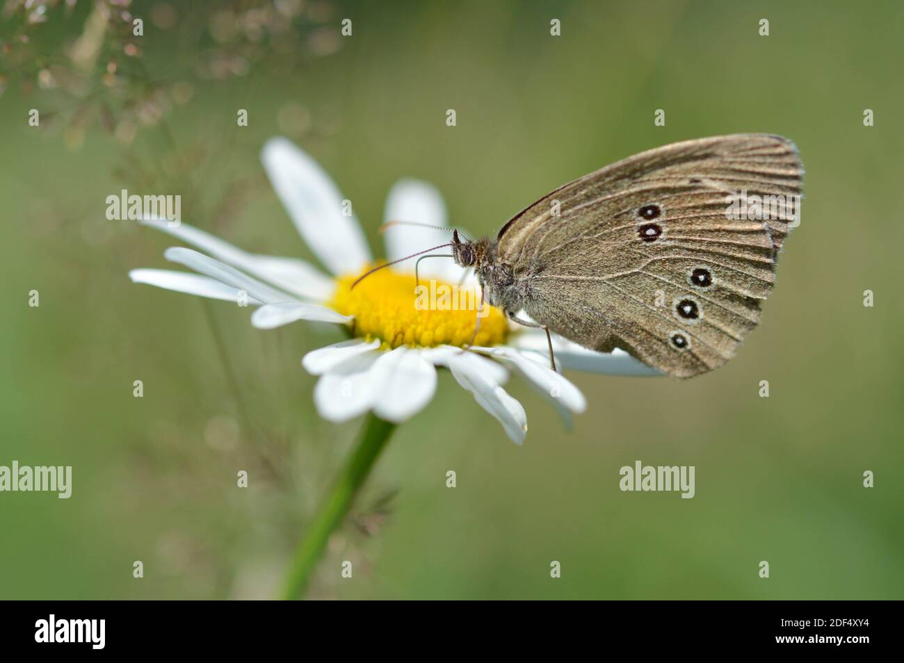Ringlet butterfly on a oxeye daisy flower in nature macro close up, brown butterfly with black spots. Closed wings, underside, side view. Natural gree Stock Photo