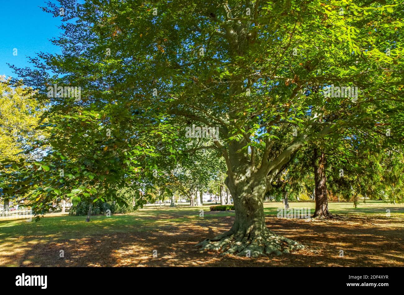 Buttonwood park new bedford hires stock photography and images Alamy