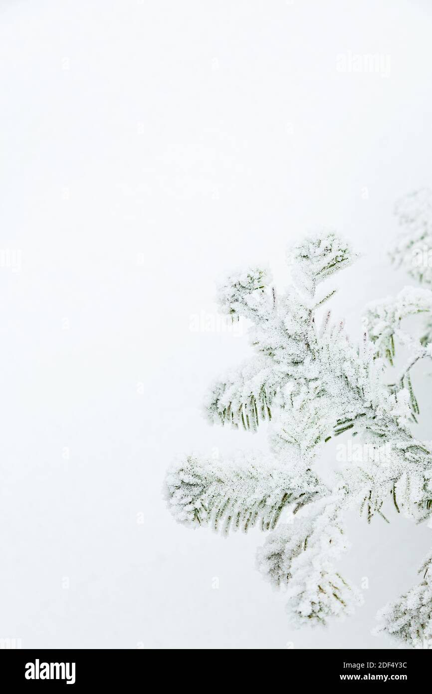 Minimalistic winter background. Snow-covered branch of a coniferous evergreen tree against a background of snow. Copy space. Selective focus. Stock Photo