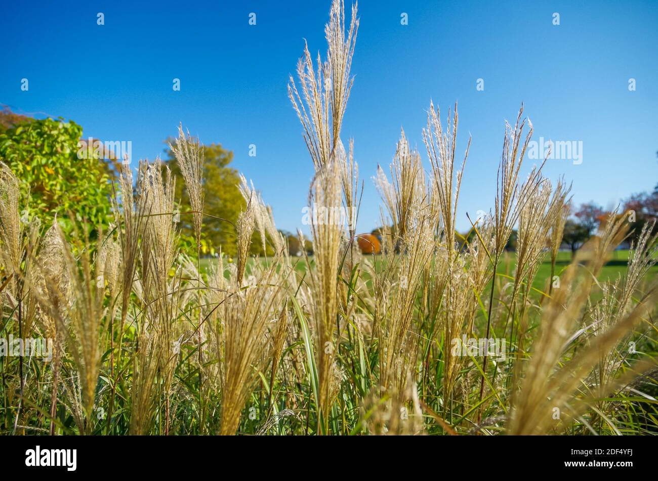 Local Grass at Buttonwood Park, New Bedford, MA Stock Photo