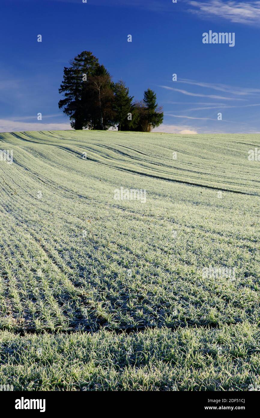 geography / travel, Switzerland, Vaud, Morning frost in a field near Neyruz-sur-Moudon villag, Additional-Rights-Clearance-Info-Not-Available Stock Photo