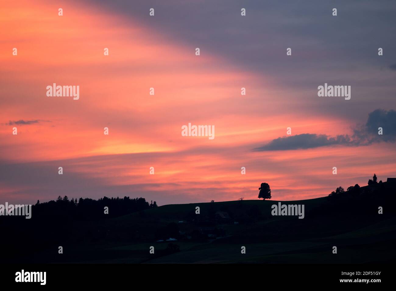 silhouette of a big basswood tree at sunset in Emmental Stock Photo