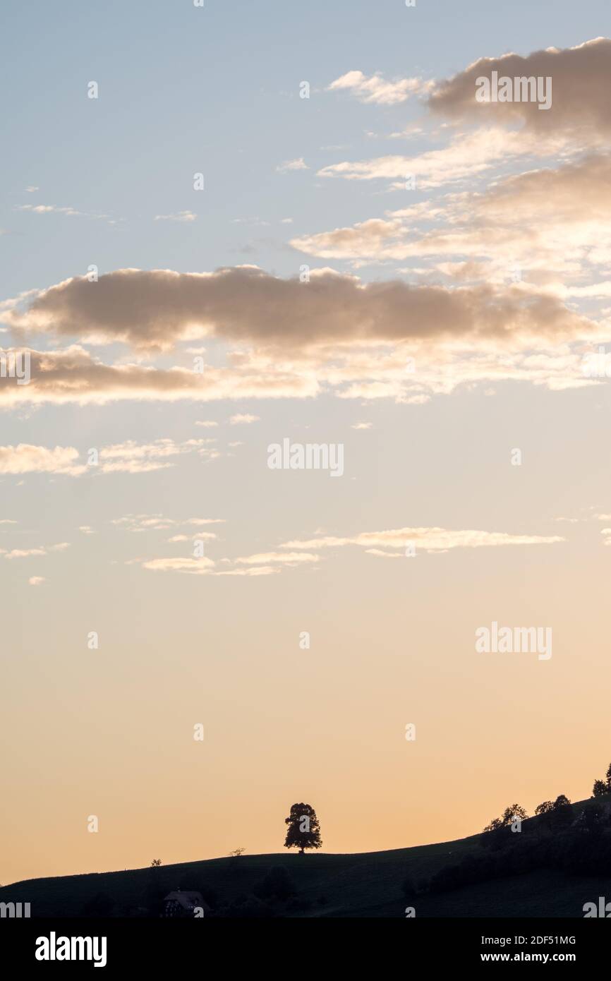 silhouette of tree and hill with spectacular sunlit cloud in a blue sky ...