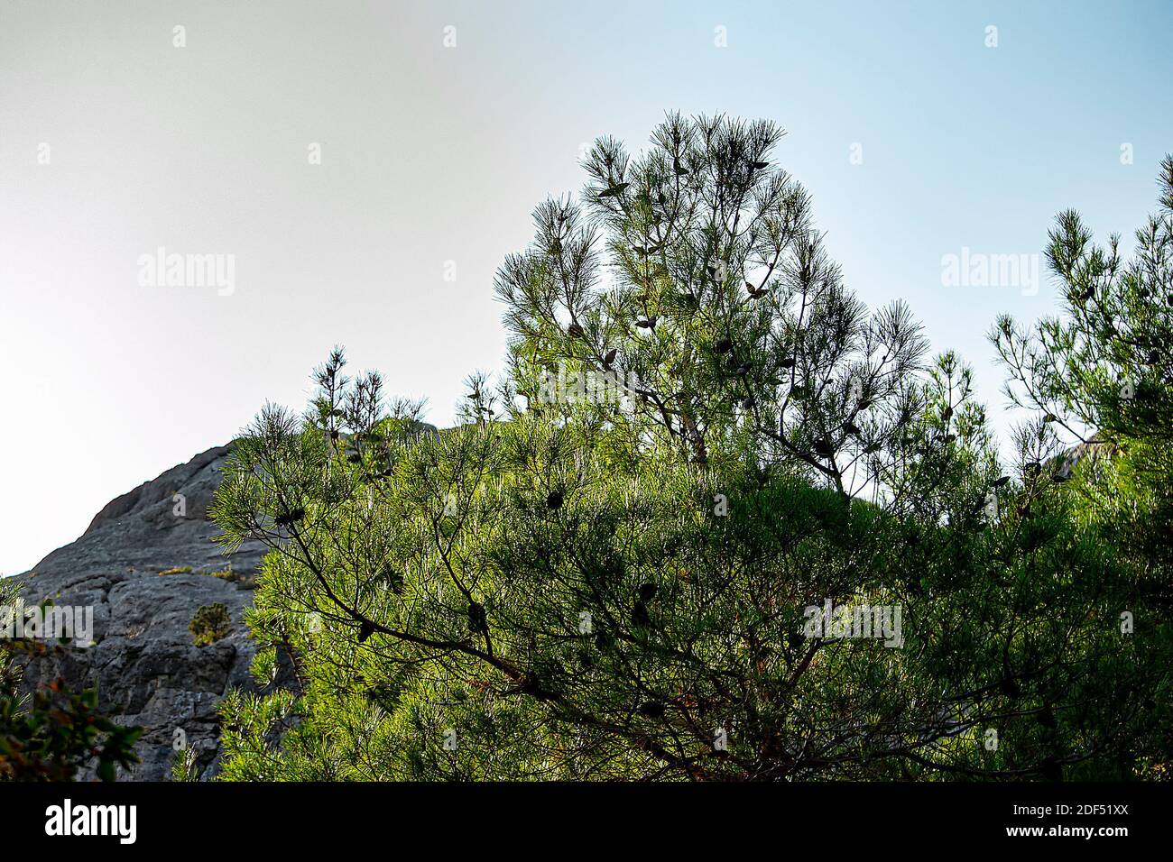 There are bumps in the tree. In the background is a mountain and a bright sky. View from the bottom up. Stock Photo