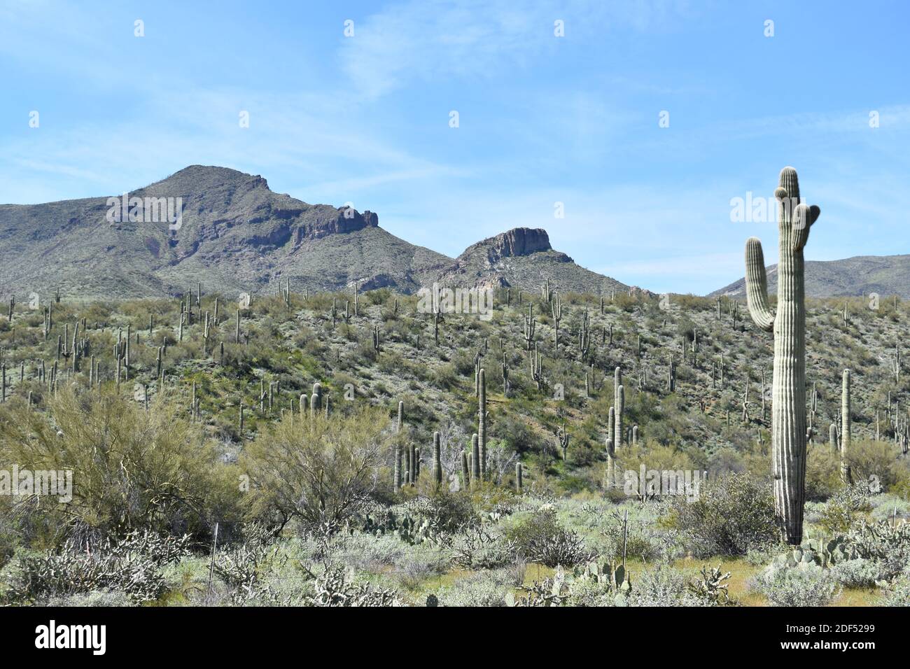Sanoran Desert Rocks The Elephant rock landscape with saguaro cactus and blue sky in the ...