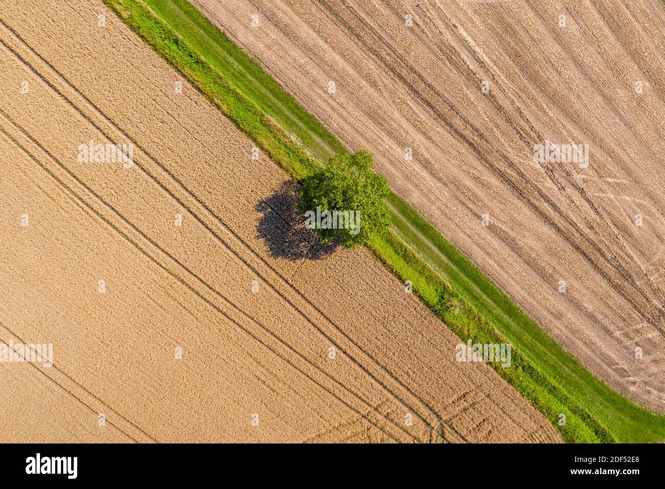 UK, England, Cambridgeshire, Wheatfield from above (drone view) Stock Photo
