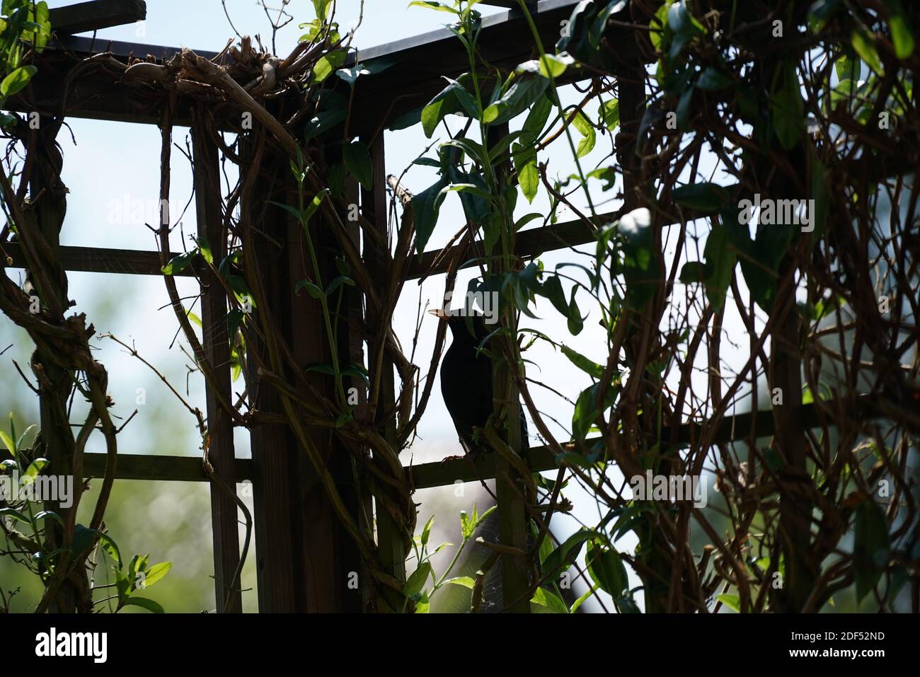 A closeup of a bird perched on the trellis made of wood Stock Photo