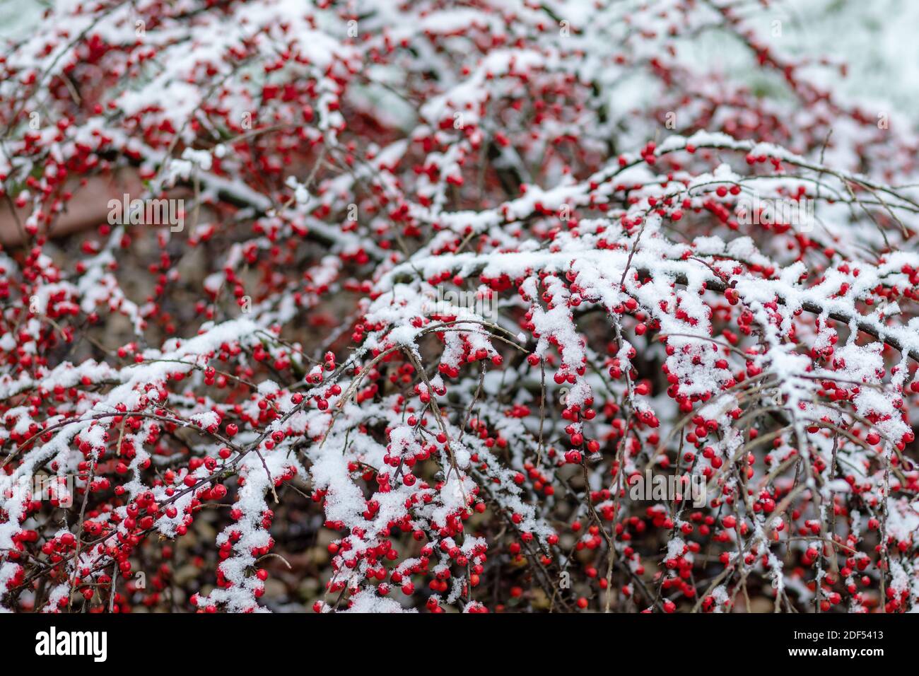 Cotoneaster berries after a snowfall. Snow covered bush Stock Photo