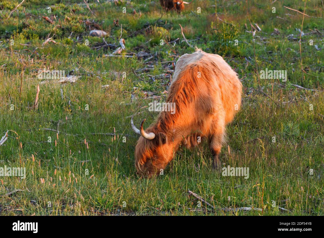 Highland cow graze in a green meadow Stock Photo - Alamy