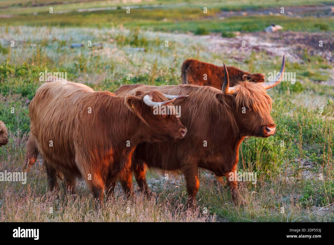 Highland cattle couple graze in a green meadow Stock Photo - Alamy