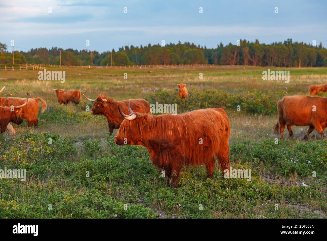 Highland cattle couple graze in a green meadow Stock Photo - Alamy