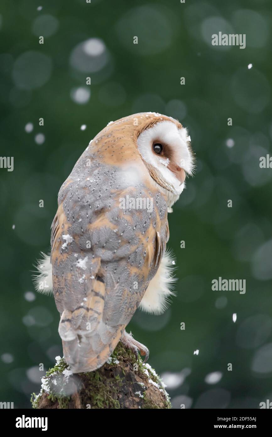 The Barn owl under snowfall (Tyto alba) Stock Photo